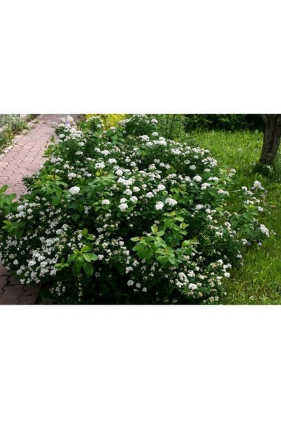 Спірея Ісланд кущ